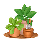 Plantas e Jardinagem